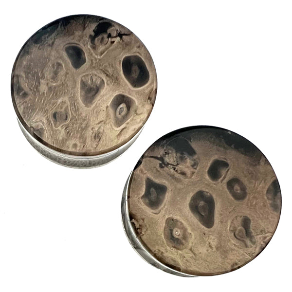 Fossilized Palm Root Plugs Plugs  
