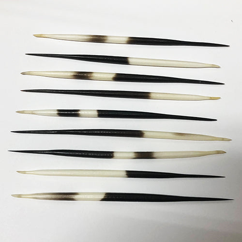 African Porcupine Quill Septum Tusks approximately 4 gauge (5.0mm) Black & White